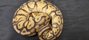 Pastel Orange Dream het Clown Königspython Weibchen 