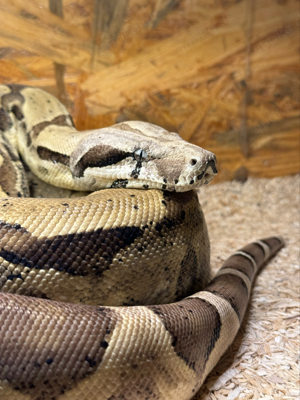 0.1 Ghost het Albino Boa adult 