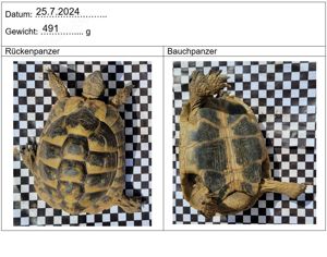 Zuchtgruppe Testudo hermanni boettgeri (Thb), 1.5 Bild 5