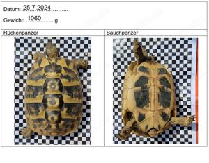 Zuchtgruppe Testudo hermanni boettgeri (Thb), 1.5 Bild 6