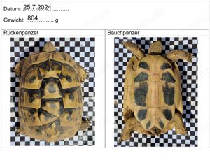 Zuchtgruppe Testudo hermanni boettgeri (Thb), 1.5 Bild 3