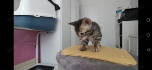 Bengal kitten reinrassig weiblich und männlich 