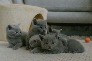 Russisch Blau Kitten