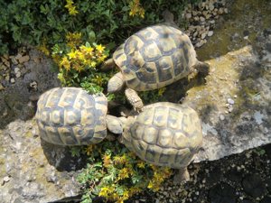 Gruppe Griechische Landschildkröten