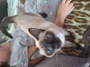  Siam Kitten  Kätzchen,  jung, weiblich