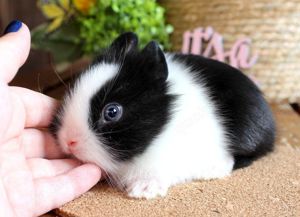 Kleine bunte Mini Löffelohr Baby Farbenzwerg Kaninchen Hasen 