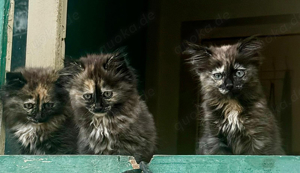 Maine Coon Waldkatzen Mix kätzchen abzugeben 