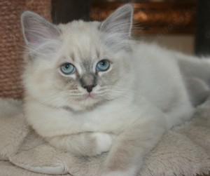 Ragdollkitten