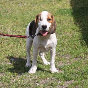 Daisy - Einäuglein sucht Herzensmensch