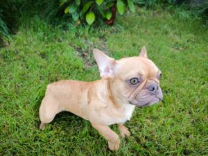 Französische bulldogge Weibchen Welpe MINI