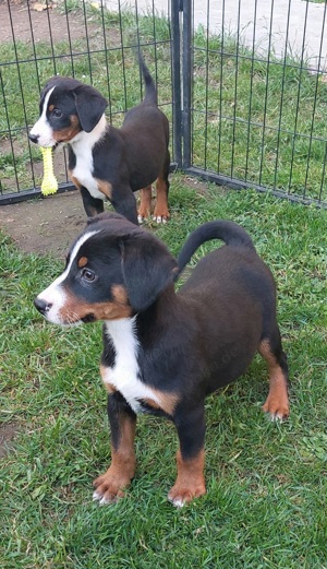 Reinrassige Appenzeller Sennenhund Welpen mit Papieren suchen nach einem liebevollen zu Hause