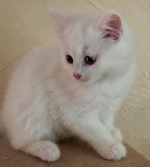 Türkisch Angora Junge Katze, Reinrassig