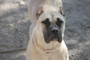 Presa Canario Hündin 