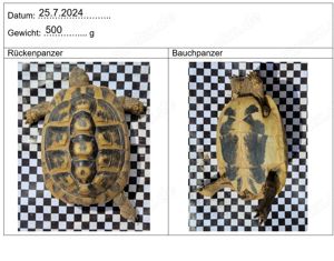 Zuchtgruppe Testudo hermanni boettgeri (Thb), 1.5 Bild 7