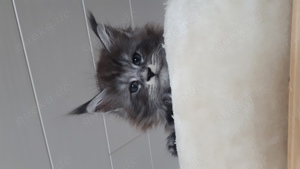 Maine Coon Kitten Kater Kätzin 