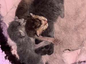 Katzenbabys in 10 Wochen abgabebereit