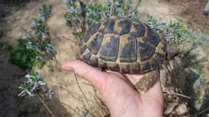 Maurische Landschildkröten, Testudo graeca, Nachzuchten verschiedene Jahrgänge,weiblich