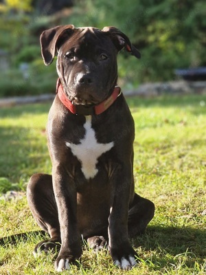 Reinrassige American Bully mit ABKC Stammbaum 