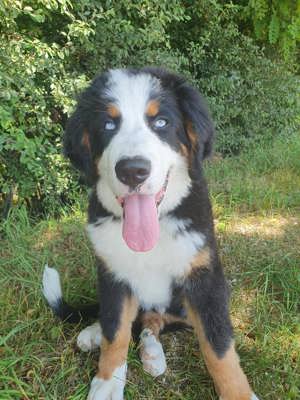 Berner Sennenhund Welpe