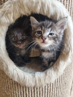 Maine Coon Mix Kitten 