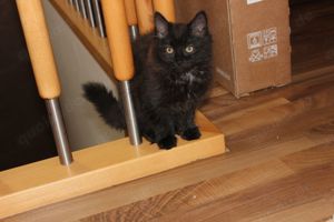 BKH BLH Hauskatze Kitten Mix ab sofort 