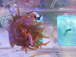 Anemonenfisch Meerwasser Amphiprion epigrammata "Golden Nugget"