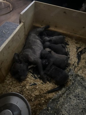 Französiche Bulldogen Welpen 