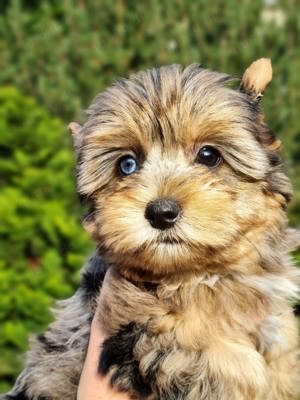 Blue Merle Yorkshire Terrier Hündin