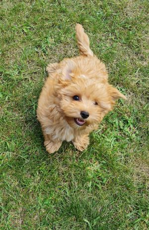 Golddust Yorkshire Terrier Rüde