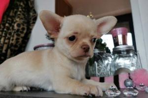 Reinrassiger Chihuahua Welpe 