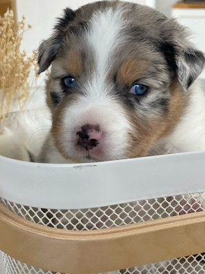 Wunderschöne Australian Shepherd Welpen mit ASCA Papieren