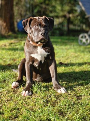 American Bully Welpen (ABKC registriert) 