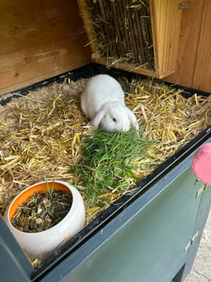 mini lop hase 