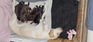 Labrador Welpen Mix am 17.7.24 geboren 