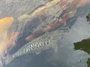 Koi Fische nishikigoi