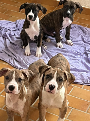 Wunderschöne Puppys