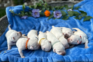 Weiße reinrassige Labrador Welpen (Arbeitslinie) sind da!