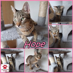 Verschmuste FIV+ Hope sucht warmes Körbchen