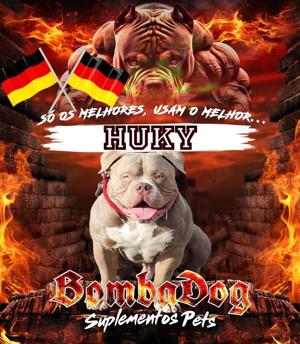 Deckrüde American Bully mit Abkc Papier