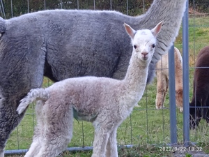 Hellgraue  Alpaka-Stute ohne Spott, gedeckt vom Harlekin Appaloosa Hengst 