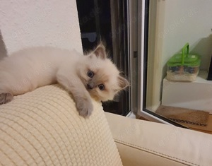 Süße Ragdoll Kitten sucht neues Zuhause