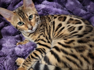 Bengal Katze