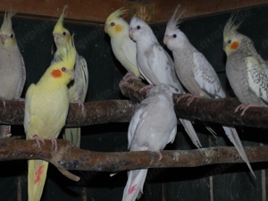 Nestjunge Nymphensittiche, Wellensittiche, auch Regenbogen und Ziegensittiche vom Züchter