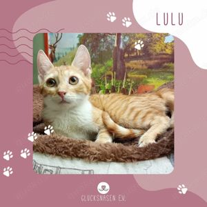 Kätzchen Lulu packt gern ihren Koffer