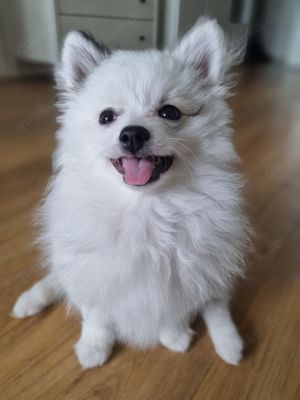 Zwergspitz Pomeranian welpe