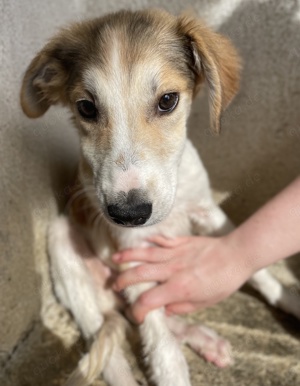 Fichte, geb. ca. 07 2023, lebt in GRIECHENLAND, im städt. Tierheim Serres 