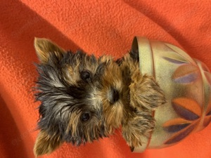 Yorkshire Terrier Welpe reinrassig 