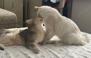 Liebevollen Platz für Katzenpaar gesucht