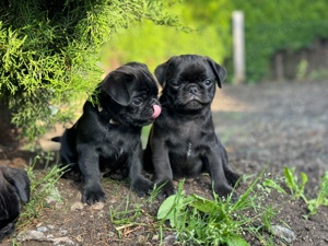 Mops Welpen Schwarz oder Blue geb am 25.5. 