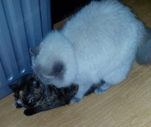 Perser Deckkater freut sich über Damenbesuch  Bild 3